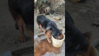 अगर आपके पीछे भूखा जर्मन शेफर्ड पड़ जाए तो क्या करें  German Shepherd pet viral trending dog [upl. by Alvis]