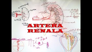 Artera RENALĂ  Vascularizația Rinichiului [upl. by Lunneta]