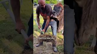 The cow rescued after 20 years in a stable animals love shorts [upl. by Nodnrb]