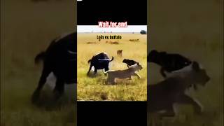 Loin vs buffalo facts animals funnycomady funnyfacts top shorts trending lion buffalo army [upl. by Adekram818]