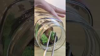 Coffee Jar Terrarium [upl. by Charters554]