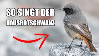 Hausrotschwanz  Vogelstimmen lernen [upl. by Barbur]