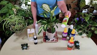 How and Why to Foliar Feed Houseplants [upl. by Eeimaj]