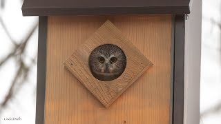 Owlcam Sawwhet owls Feb 1 2024 live stream [upl. by Shoshanna]