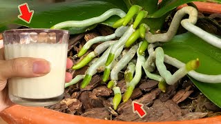 The Most Powerful Organic Fertilizer More Roots And Orchids Bloom Overnight [upl. by Hayalat]