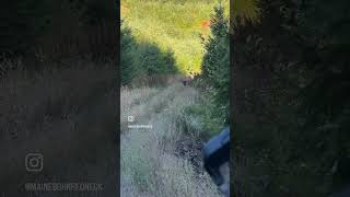 Bow hunting Western WA in September with Close Encounter with Blacktail Deer [upl. by Gilus440]