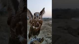 Laggar Falcon Slow Motion 01 [upl. by Ellehcim]