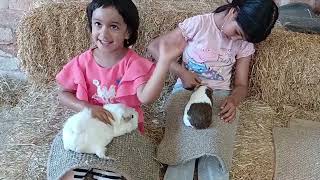 Stonehurst Farm trip with Family family farm farmanimals kids vacation leicestermcc [upl. by Durgy]