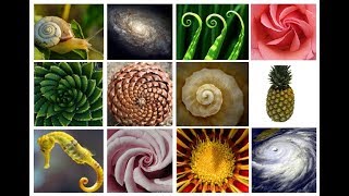 The AMAZING Fibonacci SpiralSequence  Extended Version [upl. by Clara884]