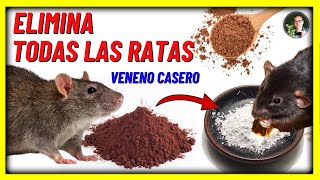 COMO ELIMINAR las RATAS Y RATONES CON VENENO CASERO a base de chocolate  Gio de la Rosa [upl. by Nabla617]