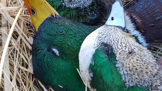 Drake Wigeon fall plumage in comparison to adolescent unmolted plumage [upl. by Nalyk400]