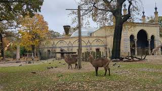 Waterbuck at the end of the day at Zoo Berlin [upl. by Atnauqahs]