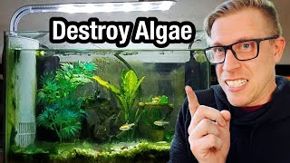 7 Tips to Remove Algae from Your Aquarium [upl. by Adaran]