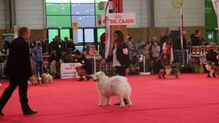 PARIS Dog Show  Arianne amp Lexie  Junior handling [upl. by Licna]