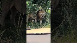 🇰🇪 Maasai Mara National Reserve part 2  Kenya 🇰🇪 [upl. by Chem]