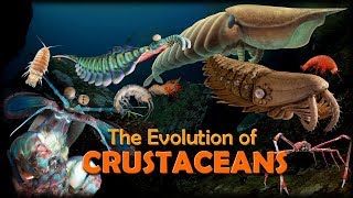 The Evolution of Crustaceans 🦐🦀 [upl. by Enitsyrhc]