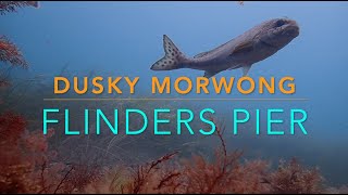 Dusky Morwong Flinders Pier [upl. by Atteynek]