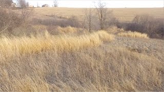 Diverse Switchgrass Bedding Habitat for Whitetails [upl. by Llertnor]