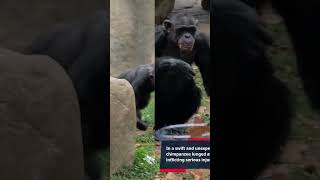 Chimpanzee Attack at a Wildlife Sanctuary [upl. by Blondy]