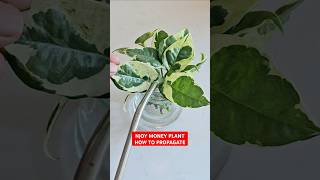 How to Propagate Njoy Pothos 💚 pothospropagation [upl. by Philipa51]