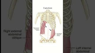 External oblique abdominis the muscle of anterior abdominal wall [upl. by Mehalek]