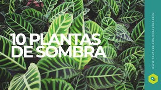 10 plantas de SOMBRA [upl. by Gerfen]