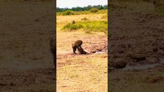 Reckless Baboons Fall Entering the Crocodiles Kingdom shorts wildlife [upl. by Haimes]