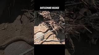 Easiest Rattlesnake Release Ever [upl. by Nevyar]