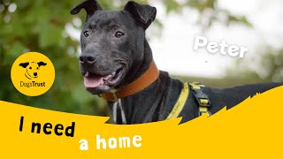 Peter the handsome Crossbreed  Dogs Trust Kenilworth [upl. by Haskell399]