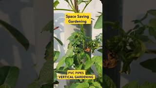 PVC PIPE VERTICAL GARDENING homegrowntomatoes gardening tomatogarden compost verticalgardening [upl. by Czarra]