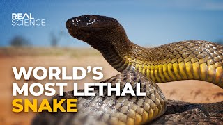 Why This Is the Deadliest Venom in the World [upl. by Rambert547]