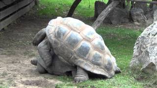 Giant Tortoises mating  Tortugas Gigantes reproduciéndose  Prague Zoo 2013 [upl. by Lavicrep]