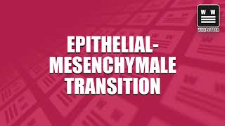 Epithelialmesenchymale Transition [upl. by Annayoj]