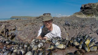 Coastal foraging Picking amp Cooking Mussels foraging winkles pepper dulse and sea beet [upl. by Reiss]