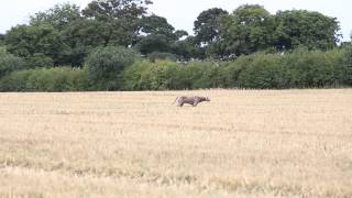 Weimaraner hunting [upl. by Nothgiel446]