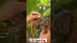 Air layering of sapoda 🎊 agriculture shoerts training hightech agruculture horticulture music [upl. by Neu]