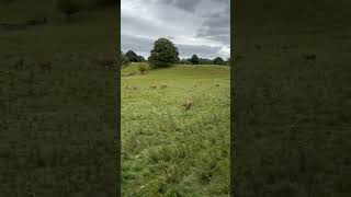 Studley Royal Deer Park Fountains Abbey Ribbon North Yorkshire [upl. by Damales]