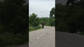 Buttala road elephant [upl. by Hgielrebma]