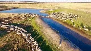 Sheep Farming  Marbilling Farms Western Australian Wheatbelt [upl. by Maxfield822]