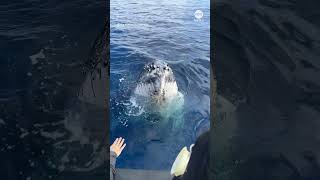 Humpback whale circles boat in Australia [upl. by Lepper]