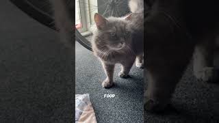 I want food…anfisa cat cute food [upl. by Oilla]