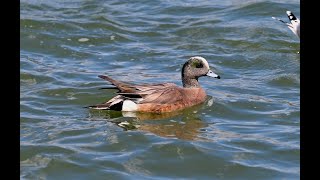 American Wigeon 葡萄胸鴨 [upl. by Ralston83]