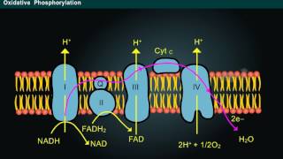 Phosphorylation Year1 [upl. by Perlman391]