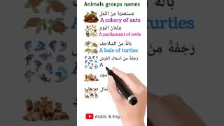 Arabic lesson 63 arabicphrase arabicalphabets learnarabic [upl. by Ahtilat330]