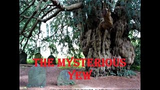 The mysterious Yew tree and its ancient history  visits with amazing trees [upl. by Delwyn]