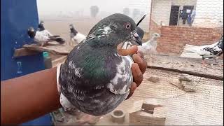 Kamagra Golden Rampuri Kabutar For Sel 💸  haldwani pigeon lover [upl. by Hainahpez]