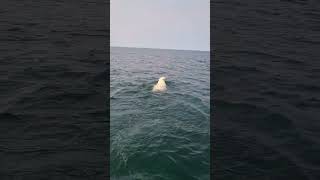 Polar bear found swimming in Hudson Bay Canada [upl. by Yroc]