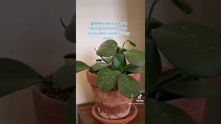 Hoya Obovata Care 3 Things To Make Your Houseplant Happy  House Plant Shop [upl. by Denie]