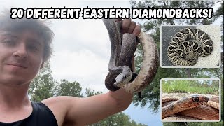 Ive Seen 20 Eastern Diamondback Rattlesnakes In Georgia [upl. by Ednil]