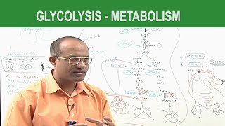 Glycolysis  Metabolism  Dr Najeeb [upl. by Kahcztiy]